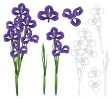 fleur d'iris violet bleu foncé. illustration vectorielle. vecteur