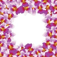 violet vanda miss joaquim orchid border2 vecteur