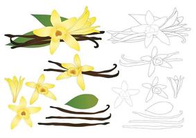contour de fleur de vanille planifolia vecteur