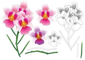 Vanda miss Joaquim contour d'orchidée vecteur
