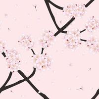 fleur de cerisier sakura sur fond rose clair vecteur