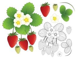 fraise, fleur et contour isolé sur fond blanc. vecteur