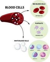 type de cellules sanguines humaines sur fond blanc vecteur