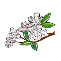 branche de fleur de sakura isolé illustration vectorielle vecteur