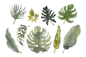 collection de feuilles d'aquarelle tropicale alocasia monstera et feuilles de bananier vecteur