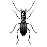 Amblycheila cylindriformis illustration vectorielle design plat vecteur