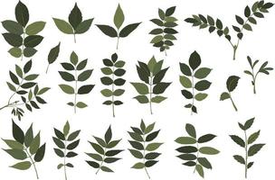 collection de feuilles vertes vecteur