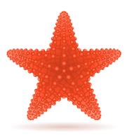 illustration vectorielle étoile de mer