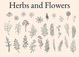ensemble d'illustrations de croquis d'herbes, de plantes et de fleurs vecteur