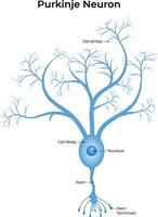 Purkinje neurone anatomie illustration vecteur