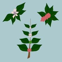 icône illustration d'élément de caféier avec des baies et des fleurs vecteur