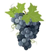 une grappe de raisins noirs mûrs. vinification. vecteur
