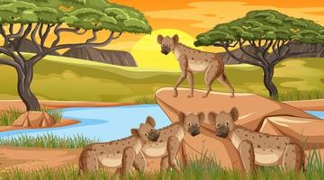 hyènes dans la forêt de savane au coucher du soleil vecteur
