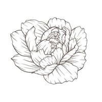 contour de pivoine isolé, pivoines d'art en ligne, dessin au trait floral, dessin au trait botanique vecteur