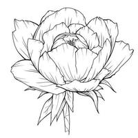 contour de pivoine isolé, pivoines d'art en ligne, dessin au trait floral, dessin au trait botanique vecteur