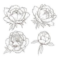 contour de pivoine isolé, pivoines d'art en ligne, dessin au trait floral, dessin au trait botanique vecteur