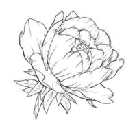 contour de pivoine isolé, pivoines d'art en ligne, dessin au trait floral, dessin au trait botanique vecteur