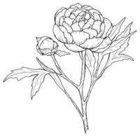 contour de pivoine isolé, pivoines d'art en ligne, dessin au trait floral, dessin au trait botanique vecteur