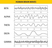 ondes cérébrales bêta, alpha, thêta, delta, gamma. ensemble d'oscillations des ondes cérébrales. rythme humain, types, amplitude des ondes mentales. illustration vectorielle. vecteur