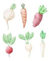 illustration de vecteur de dessin animé de légumes carotte et betterave isolé dans un style aquarelle