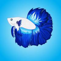 illustration du logo de la mascotte du poisson betta pour votre marchandise ou votre entreprise fond isolé vecteur