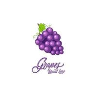 raisins, modèle vectoriel de logo de fruits. raisins dans un style plat. icône de raisin. raisins et conception de fruits sains avec un style moderne. illustration vectorielle de raisins