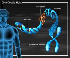 Diagramme double hélice de l&#39;ADN vecteur