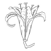 lis de griffonnage. éléments de feuilles et de bourgeons de lys. dessin au trait dessiné à la main. fleurs isolées sur fond blanc. pour faire un bouquet, pour faire-part de mariage. fleurs d'été. vecteur