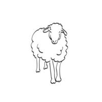 pleine longueur de mouton en vue de face illustration vecteur dessiné à la main isolé sur fond blanc dessin au trait.