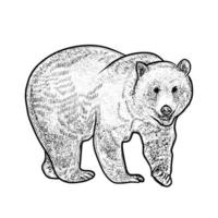 illustration d'ours sur fond blanc vecteur