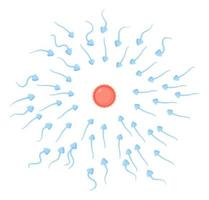 les spermatozoïdes se déplacent vers la vente d'ovules. fertilisation, reproduction, concept d'insémination. illustration isolée sur blanc en style cartoon plat vecteur