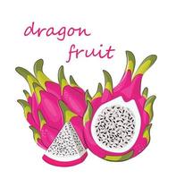 fruit du dragon sur fond blanc conception d'été rose exotique tropical impression pitaya vecteur