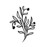 illustrations botaniques. fougère, eucalyptus, buis. fond floral vintage. éléments de conception de vecteur. isolé. noir et blanc. vecteur