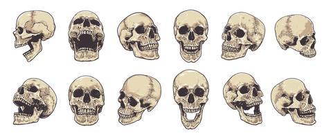 Set de vecteur de crânes anatomiques