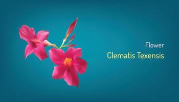 belle clématite fleur réaliste en princesse rose diana. illustration vectorielle eps10 vecteur