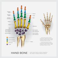 Illustration vectorielle d&#39;os d&#39;anatomie humaine main vecteur