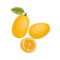 illustration vectorielle de croquis de fruits kumquat. vecteur