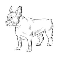 chien bouledogue français isolé sur fond blanc. vecteur