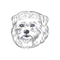 croquis vectoriel de tête de norfolk terrier.