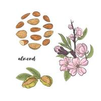 fleurs d'amandes sur croquis vectoriel de branche et de fruits.