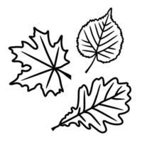 un ensemble de feuilles dans un vecteur isolé sur fond blanc dans le style doodle. feuille d'érable, de chêne et de tilleul.