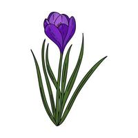 dessin de contour de crocus.les premières fleurs de printemps dans le style doodle.fleurs violettes.floristique pour la décoration, cartes postales, mariages, anniversaires.illustration vectorielle vecteur