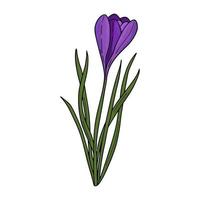 dessin de contour de crocus.les premières fleurs de printemps dans le style doodle.fleurs violettes.floristique pour la décoration, cartes postales, mariages, anniversaires.illustration vectorielle vecteur