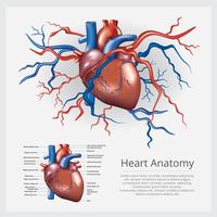 Illustration vectorielle d&#39;anatomie du cœur humain vecteur