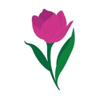 tulipe violette. tulipe sur fond blanc. tulipe pourpre. tulipe macro, tulipe isolée sur fond blanc tulipe pour carte vecteur