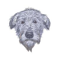 tête de chien wolfhound irlandais isolé sur fond blanc. vecteur