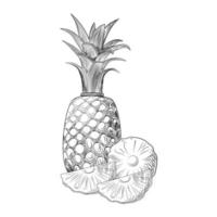 croquis de fruits d'ananas. tranches d'ananas. fruits tropicaux exotiques. vecteur