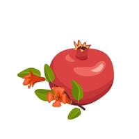 icône de grenade rouge entière et demi avec graines et branche avec feuilles. des fruits sains pour une bonne nutrition. aliments sucrés pour l'alimentation. illustration vectorielle plate vecteur