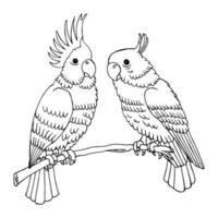 paire de perroquets dessinés à la main sur une branche d'arbre, dessin au trait, contour noir. croquis pour cahier de coloriage vecteur