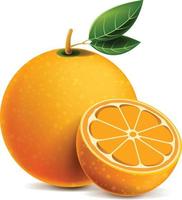 orange entière et tranches d'oranges. illustration vectorielle d'oranges. maillage fait main entièrement modifiable. vecteur